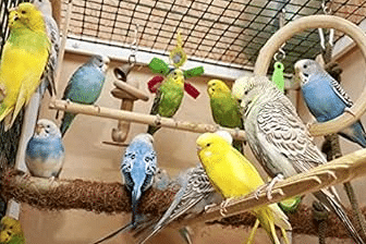 perruches à collier