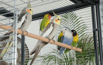 perruches à collier