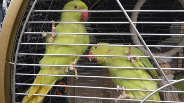 perruches à collier