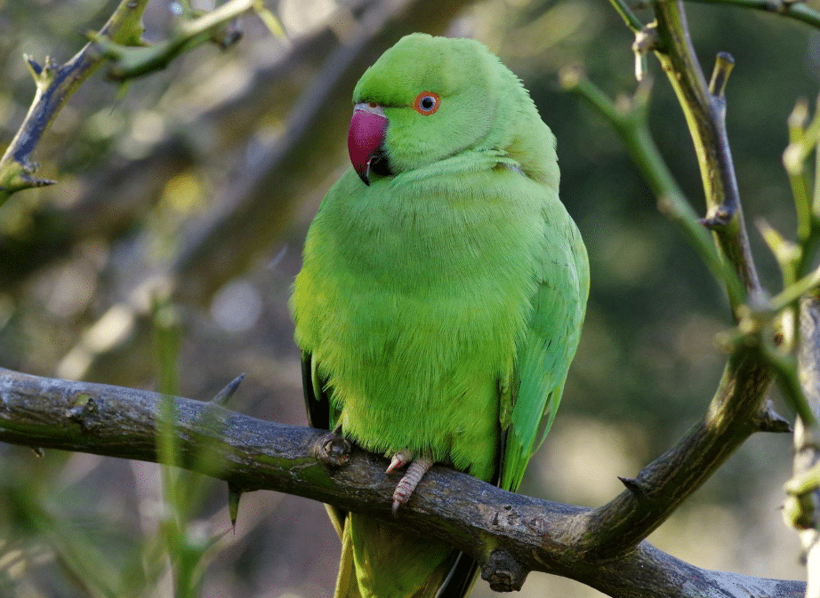 perruches à collier 