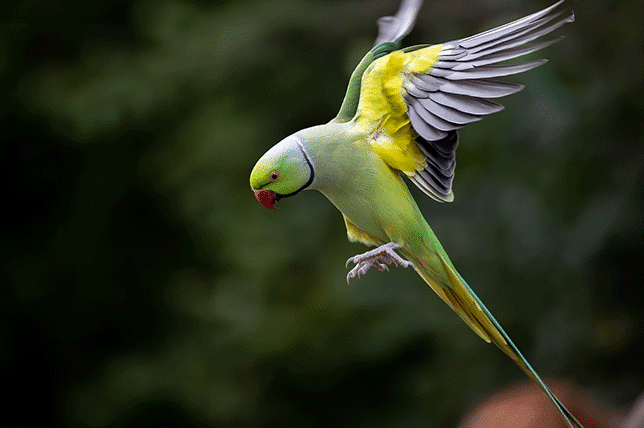 perruches à collier 