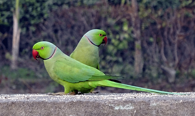 perruches à collier