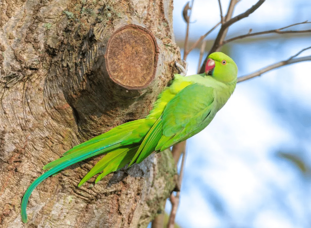 perruches à collier