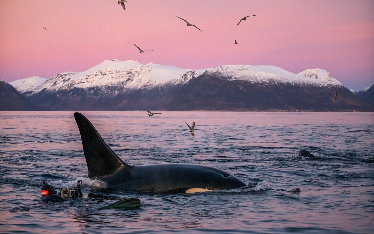 Rencontre avec un photographe animalier : Jonathan Doval Bibliothèque L'Heure joyeuse Paris