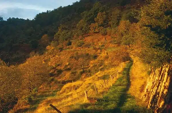 Sortie randonnée pédestre Saint Amans des Cots Montézic "Les Châtaigniers"