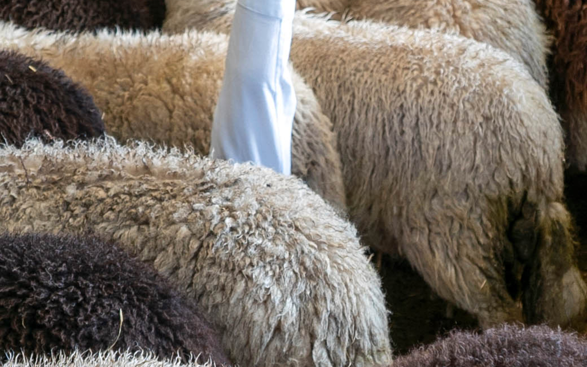 Spectacle : Faire Troupeau Université Sorbonne Nouvelle  Paris