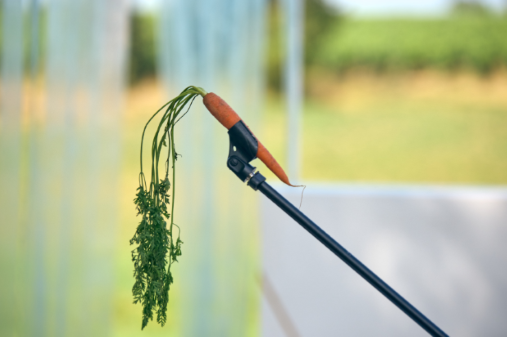 Stage | Découverte d'un texte classique "Cyrano