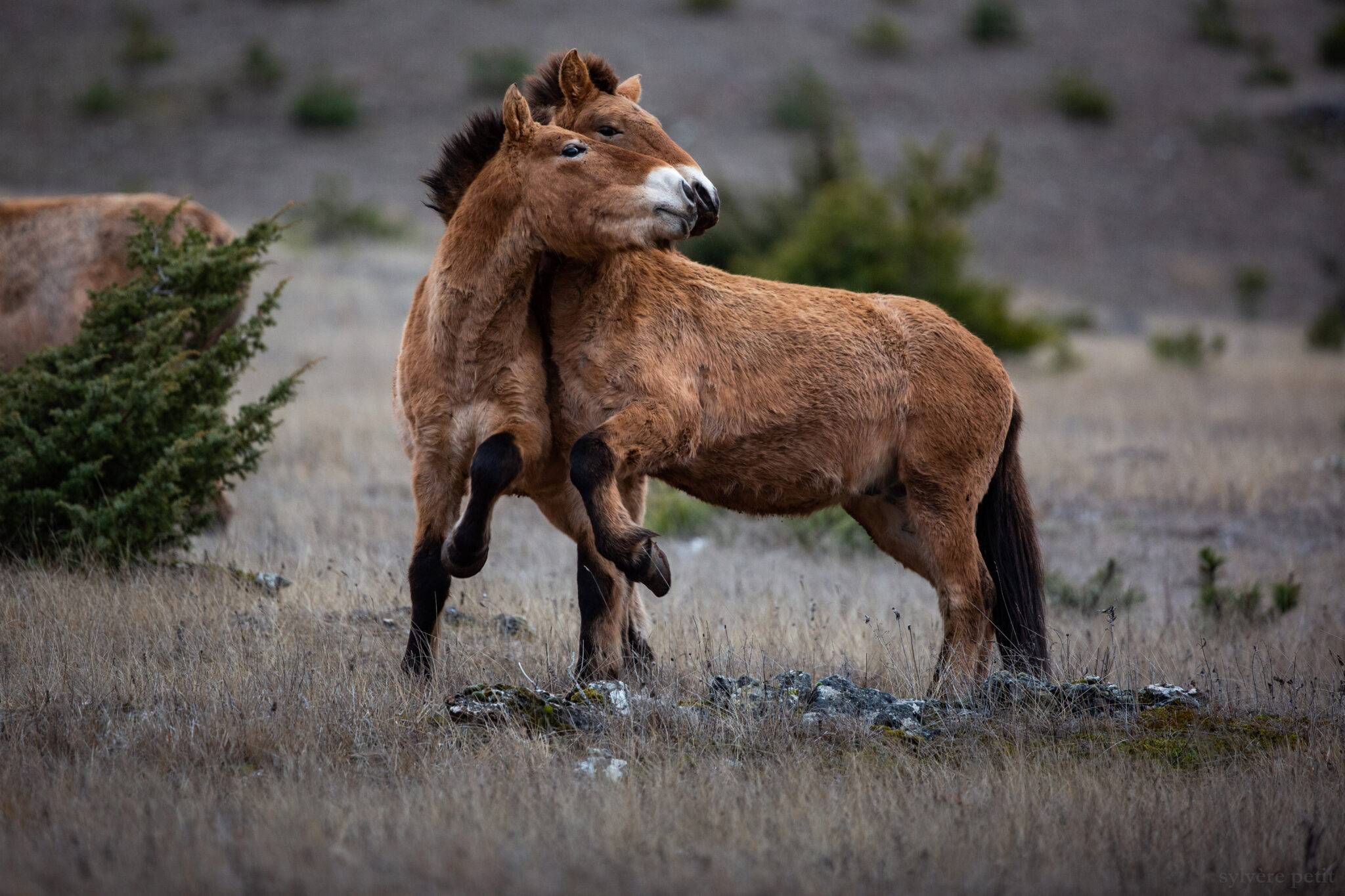 VIVANT PARMI LES VIVANTS
