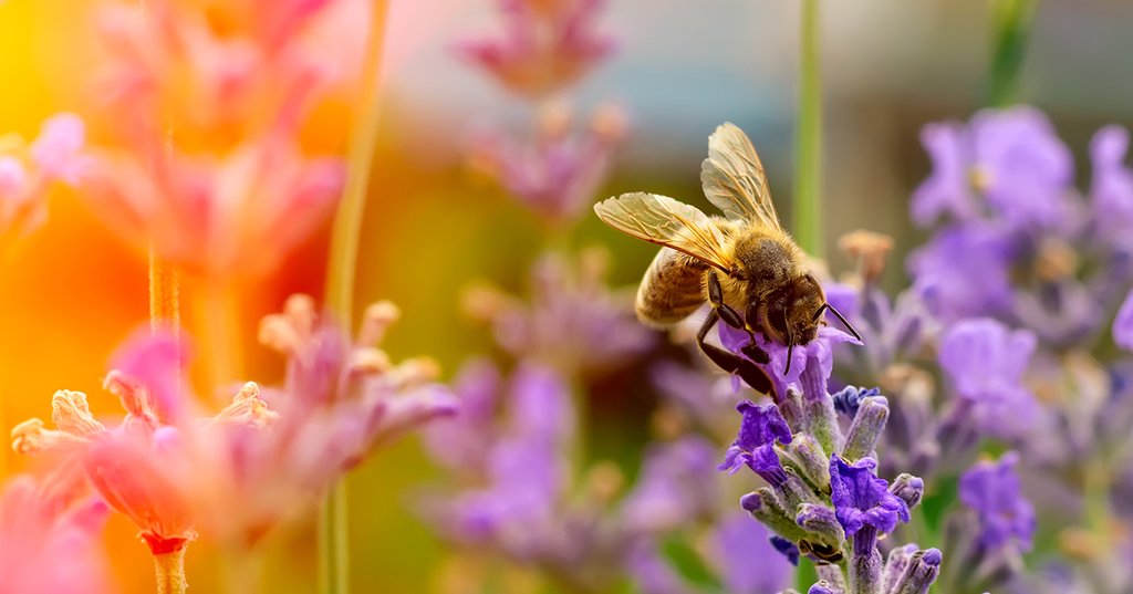 ATELIER ACCUEILLIR LA BIODIVERSITÉ AU JARDIN