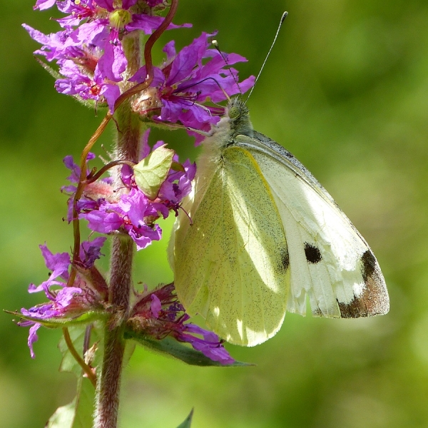 Macro photo de peites bêtes