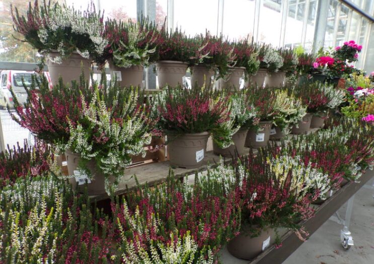 Toussaint symbole des fleurs 