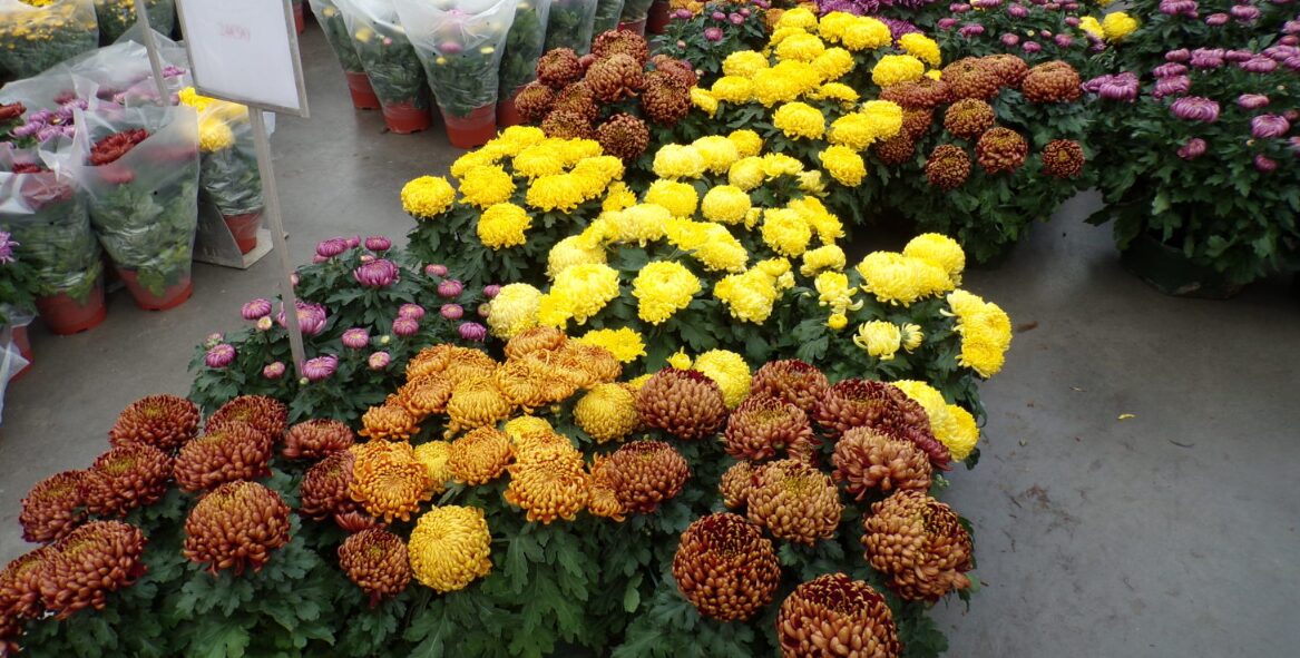 Toussaint symbole des fleurs 