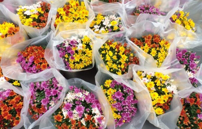 Toussaint symbole desf leurs (3) Toussaint symbole des fleurs