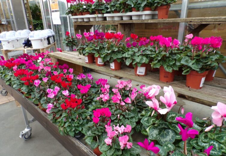 Toussaint symbole des fleurs 