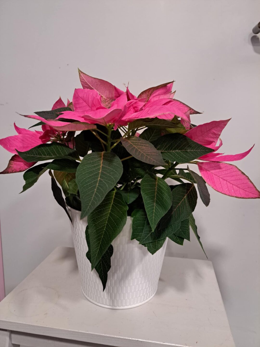 Toussaint symbole des fleurs 