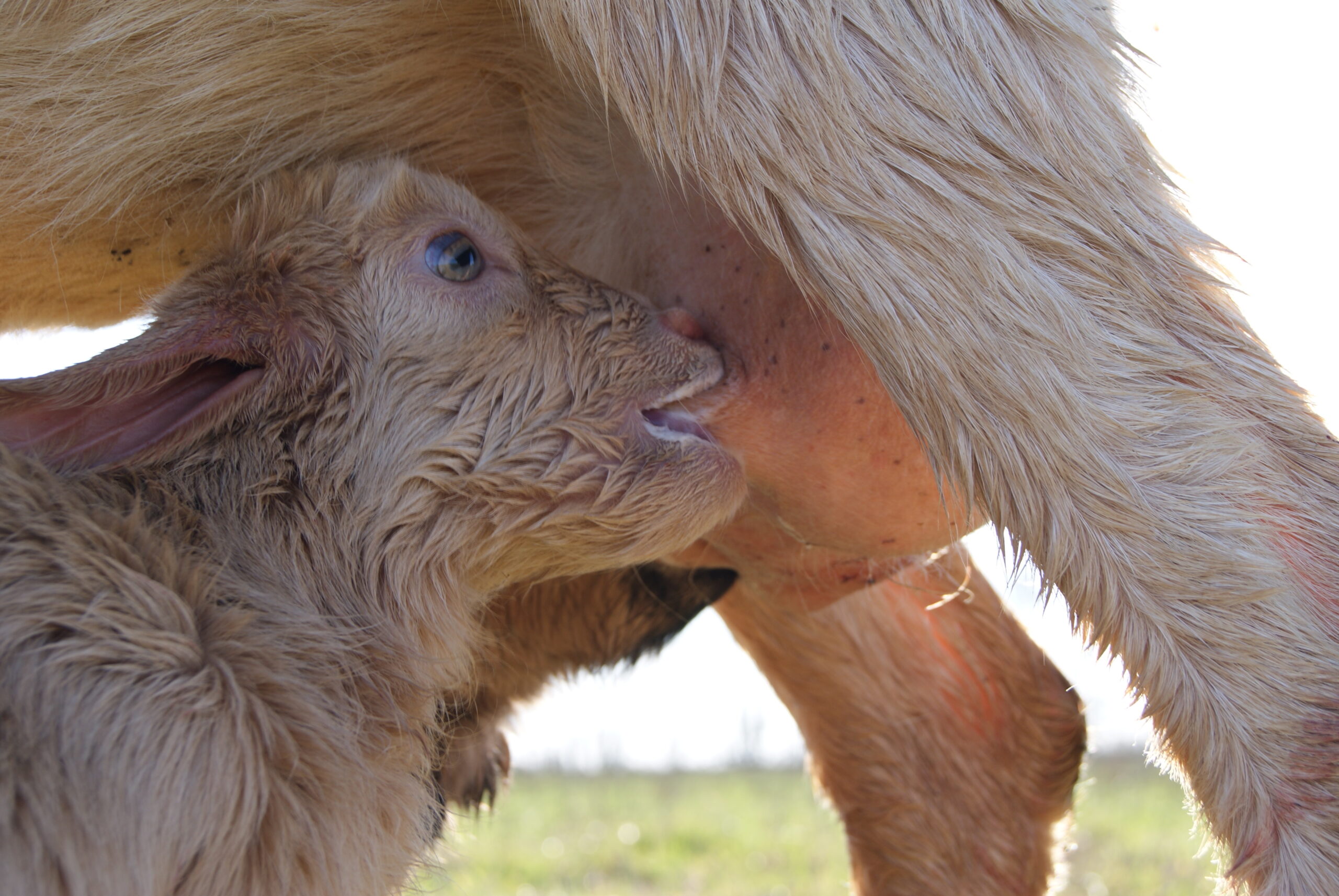 Atelier découverte La magie des naissances des chevreaux