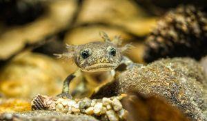 Ciné-débat Le Ruisseau