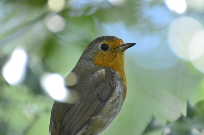 Jardiner au naturel à Bordeaux Salon de la Mairie Bordeaux