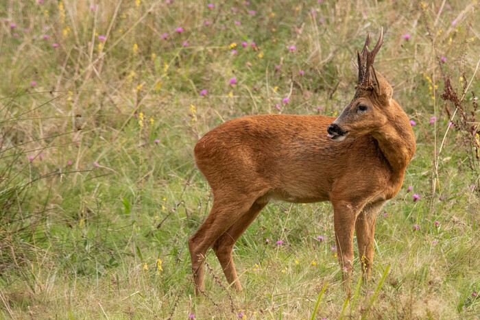 La grande faune sauvage en périurbain : mieux la connaître pour mieux coexister Saint-Médard-en-Jalles - Lieu de départ communiqué par l'association à l'inscription Saint-Médard-en-Jalles