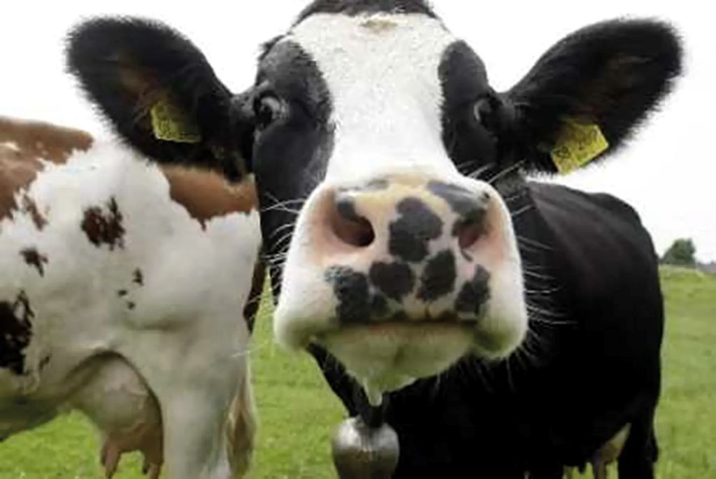 Nuit de la lecture la vache tachetée et autres contes cruels