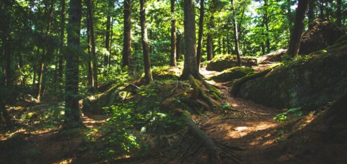 rennes transverales festival rennes transverales festival