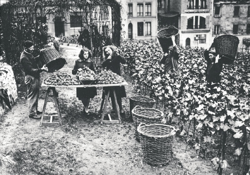 Vendanges Montmartre 