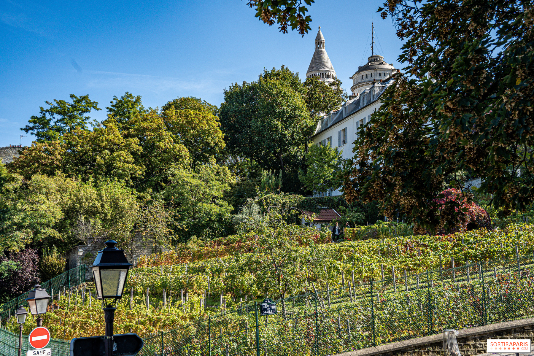 Vendanges Montmartre 