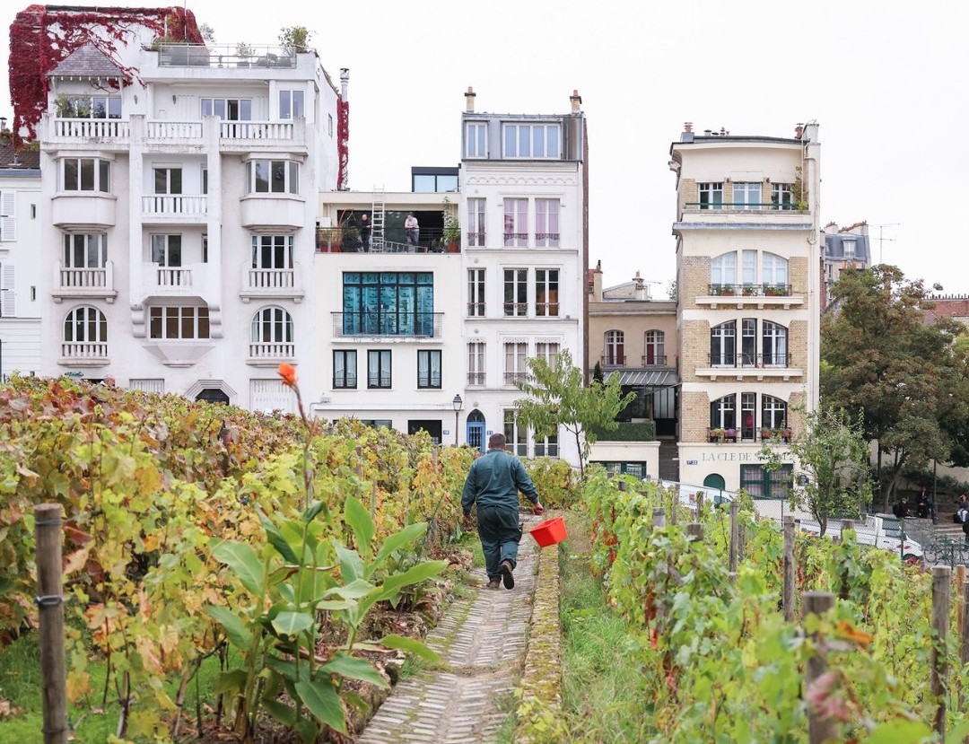 Vendanges Montmartre