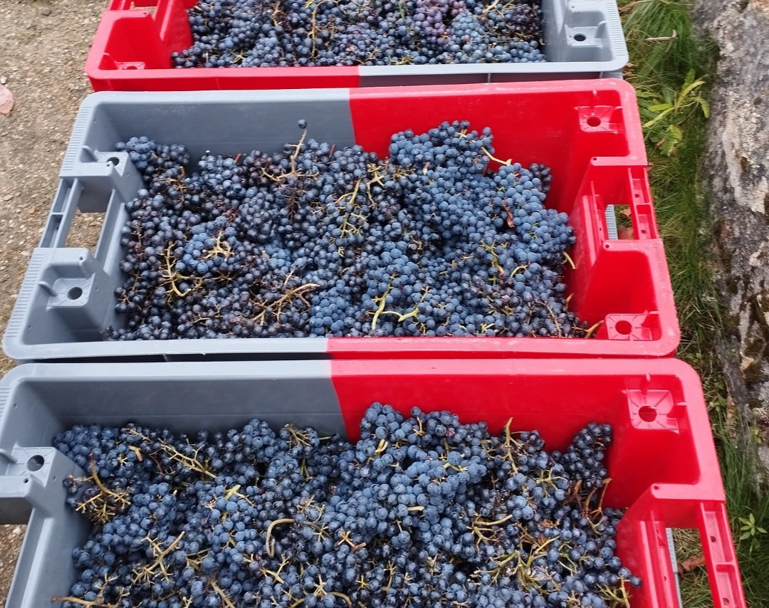 Vendanges Montmartre