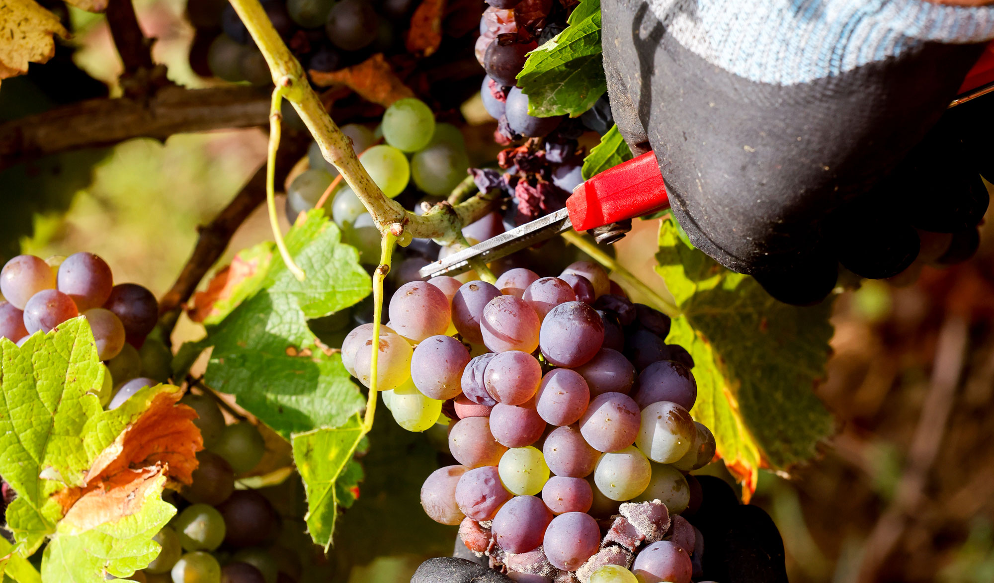Visite guidée Vin et dégustations