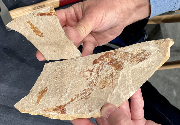 À la découverte des poissons de pierre du Liban Musée Mer Marine Bordeaux