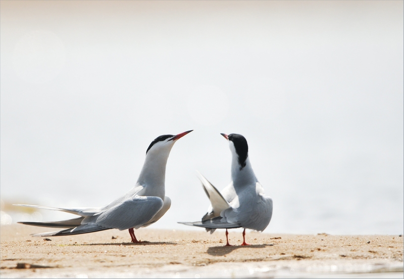 Atelier nature de 3 à 6 ans Nos amies les sternes