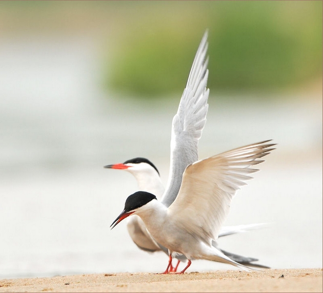 Atelier nature: Ma vie de sterne ( à partir de 7 ans)