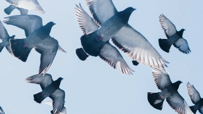 Big-Band Universitaire au Pannonica Salle Pannonica Nantes