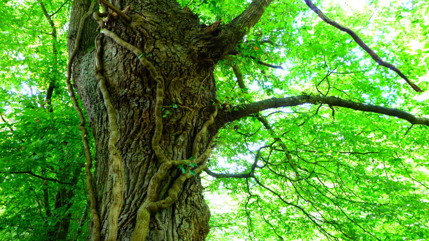 Chantier gestion de haies au Temple