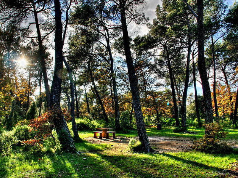 Chantier participatif plantation d'arbres