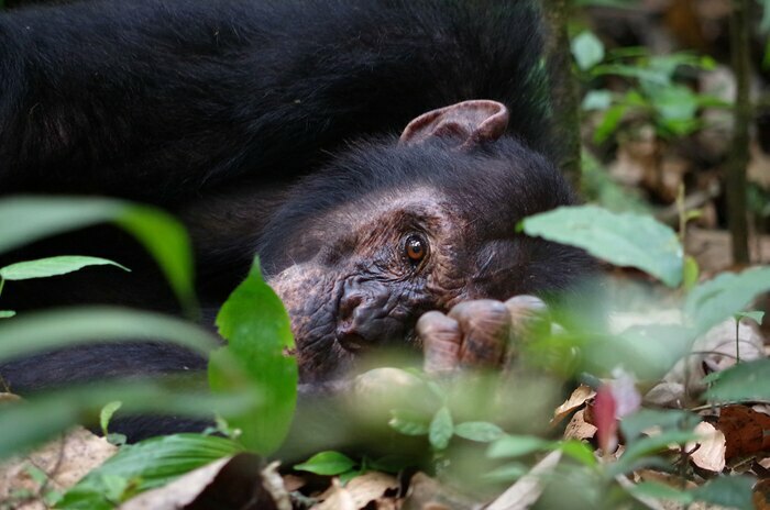 Clémence Bonneaud Gidy Gidy
