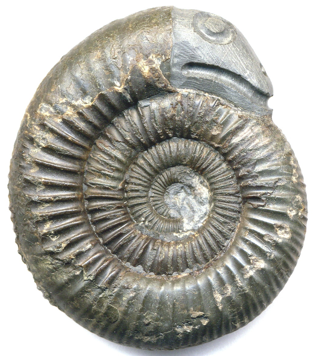 CONFÉRENCE FOSSILES ET CROYANCES POPULAIRES UNE PALÉONTOLOGIE DE L’IMAGINAIRE