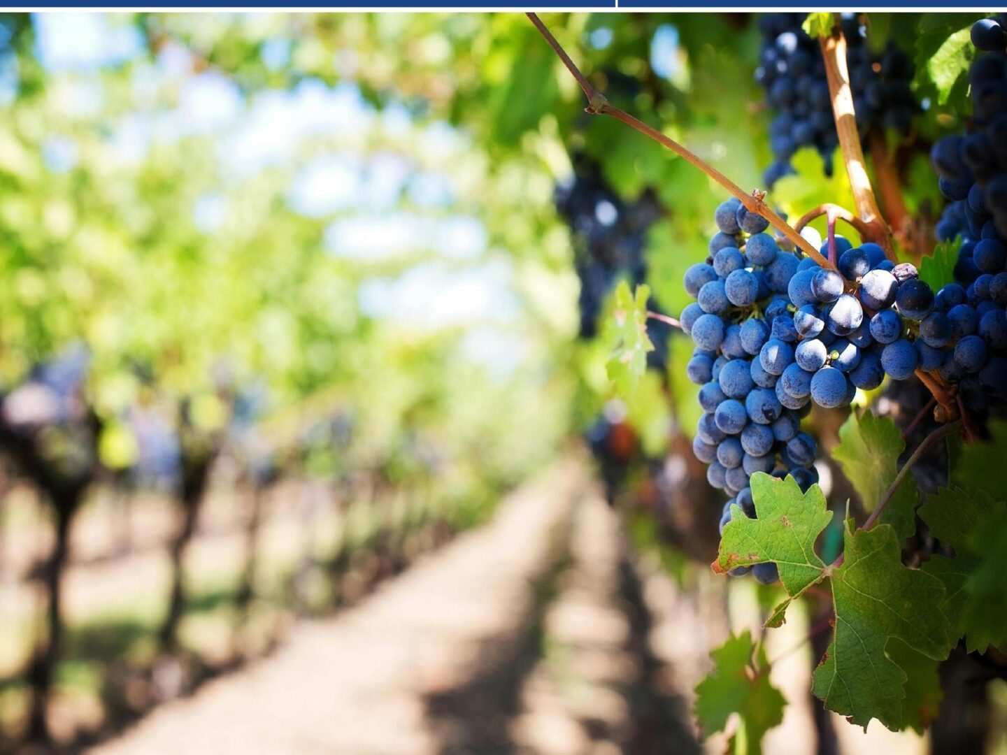 Conférence La vigne et le vin