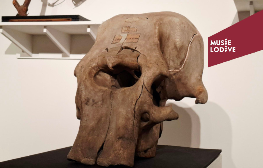 CONFÉRENCE SUR LA PISTE DES ÉLÉPHANTS À TRAVERS LES ÂGES GÉOLOGIQUES