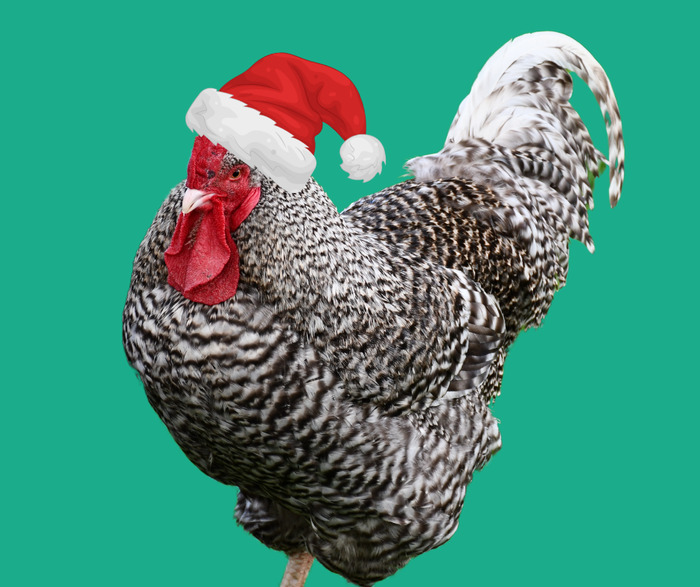 Conte de la poule Coucou Ecomusée de la Bintinais Noyal-Châtillon-sur-Seiche