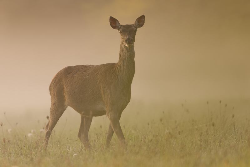 Exposition de la Maison de Loire Les yeux dans les yeux