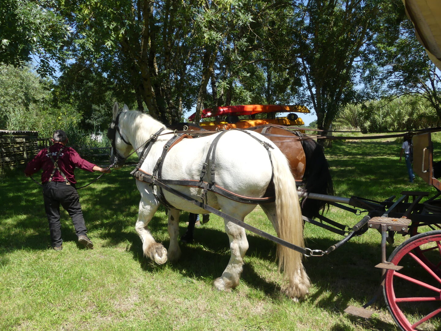 Fête du cheval de trait