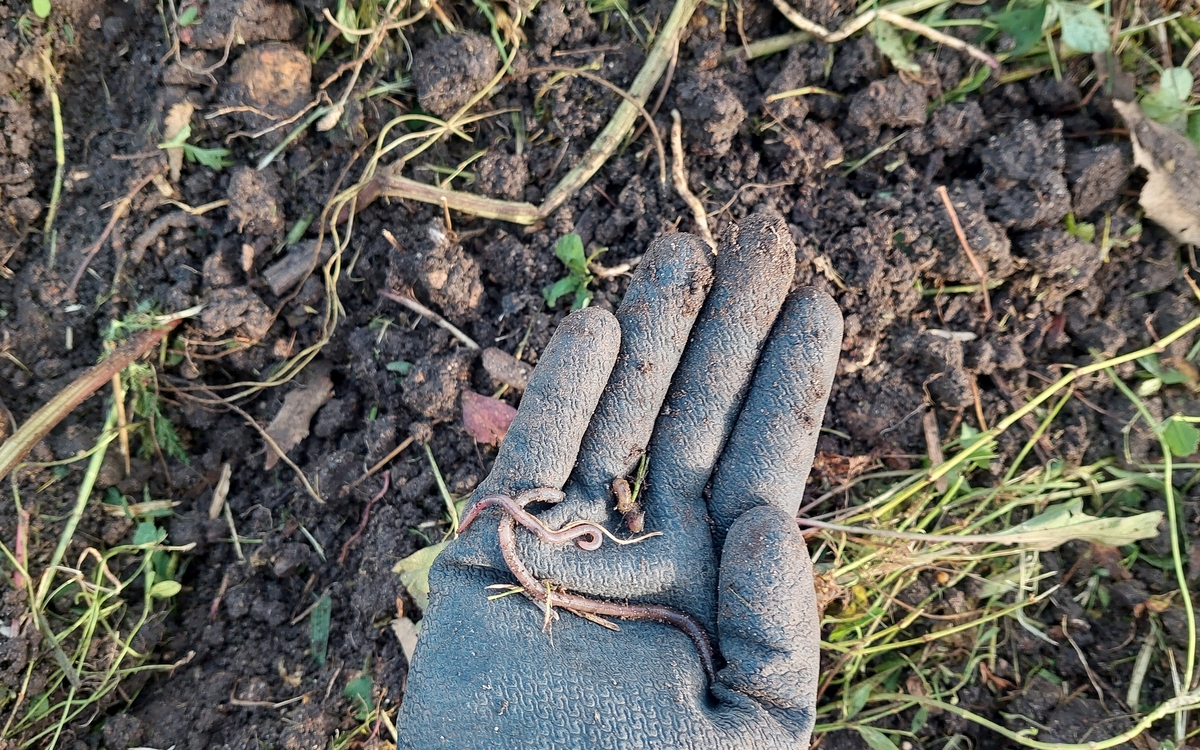 Journée mondiale des sols à la Ferme de Paris Ferme de Paris Paris