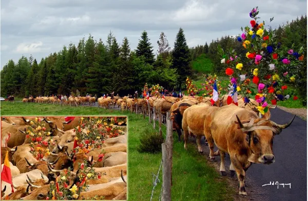 L'Aubrac en Transhumance