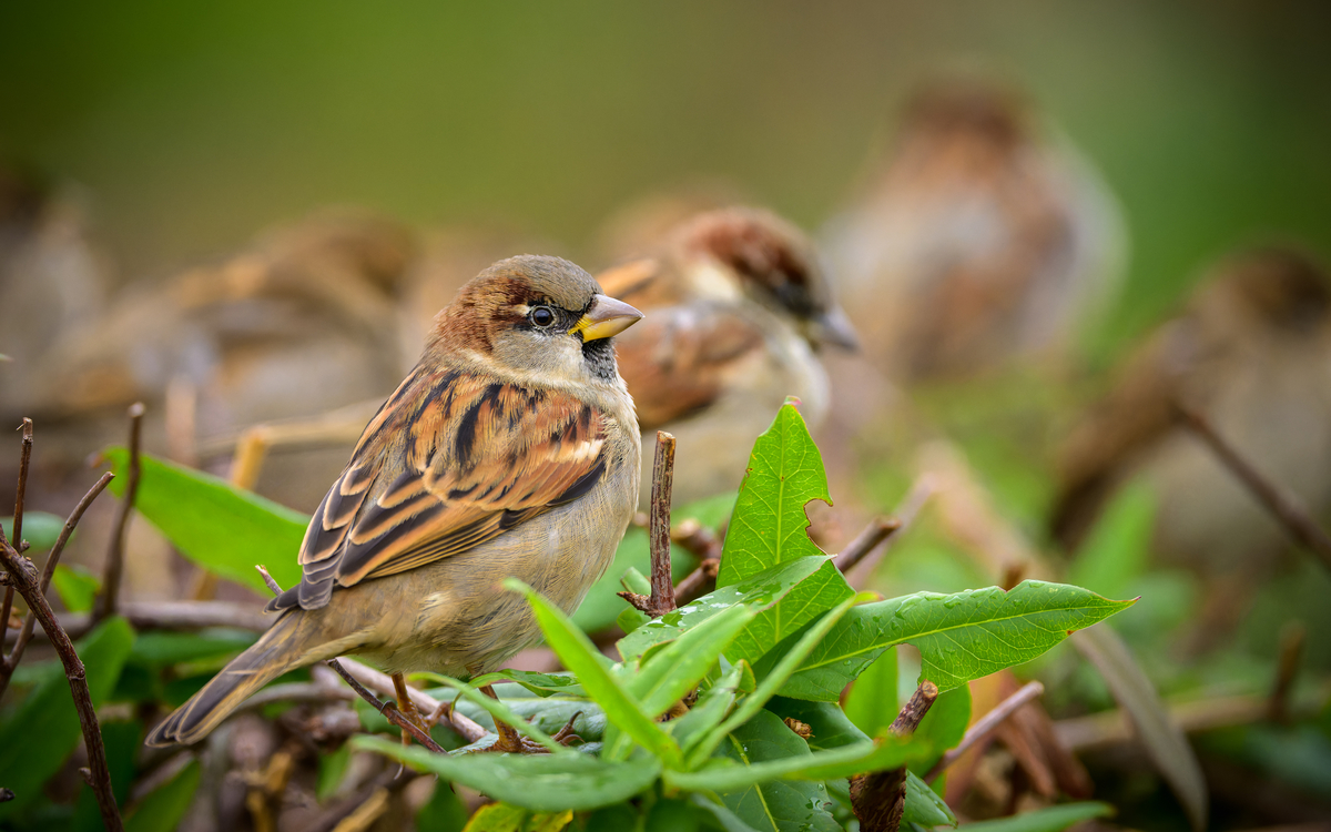Lecture Nature : oiseaux Maison Paris Nature Paris