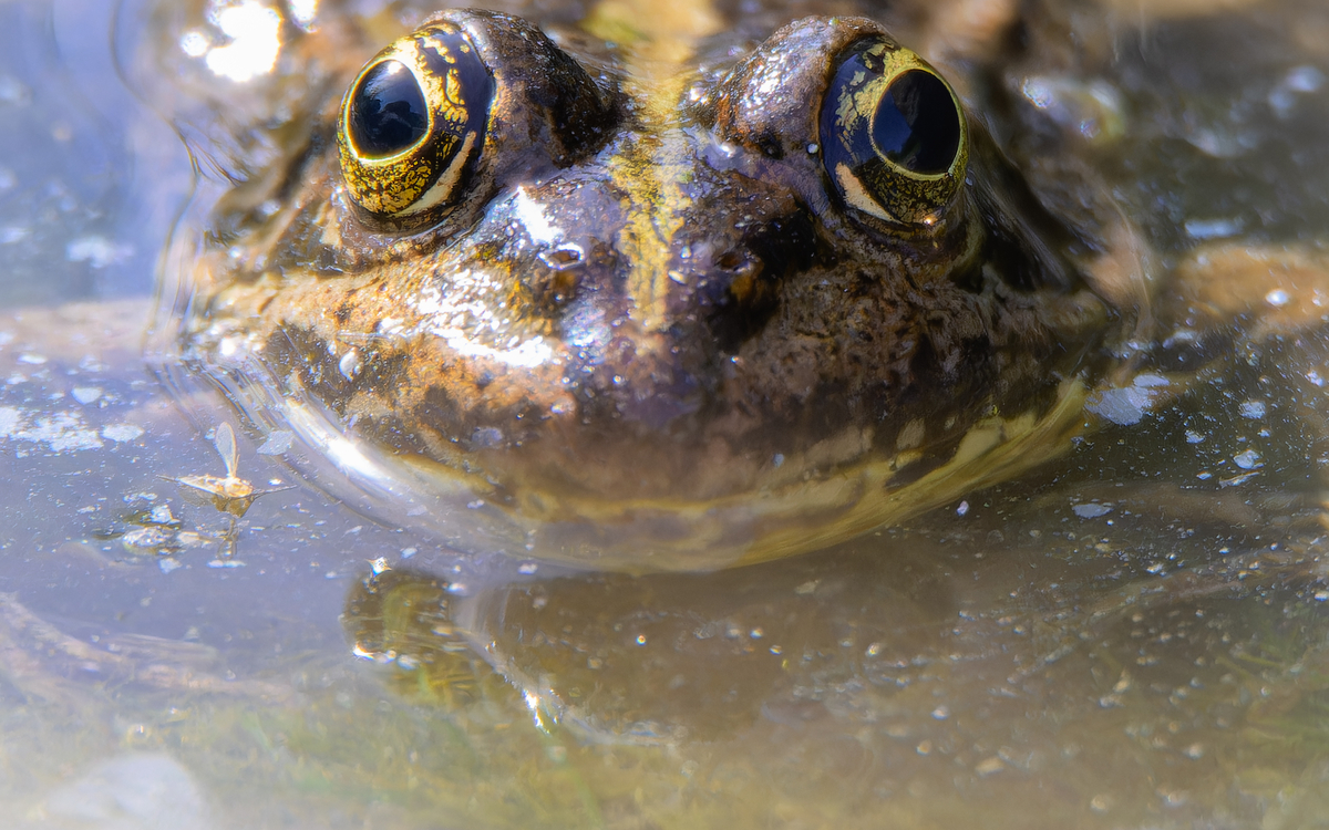 Les 4 saisons des amphibiens Maison Paris Nature Paris