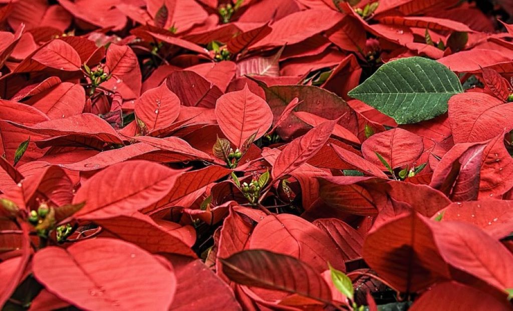 Marché de Noël | Saussignac