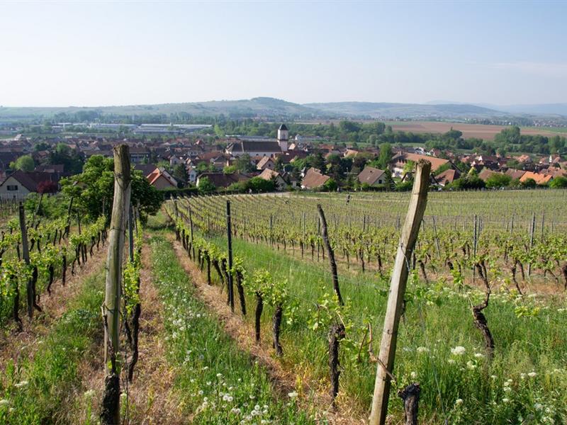 Marche du Téléthon