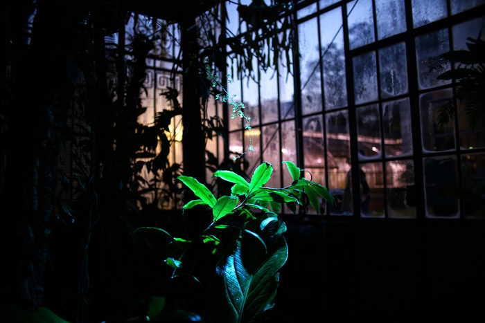 Noël au Palmarium Jardin des Plantes